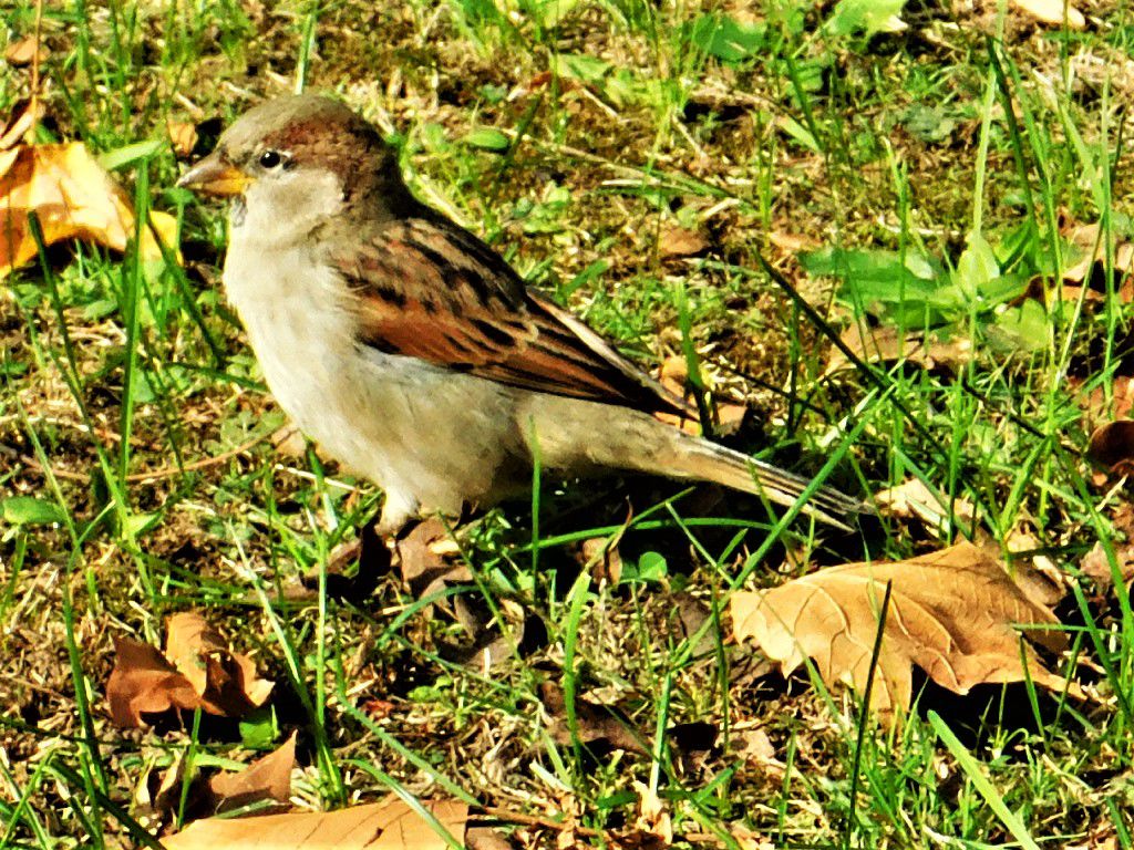 Sparrow